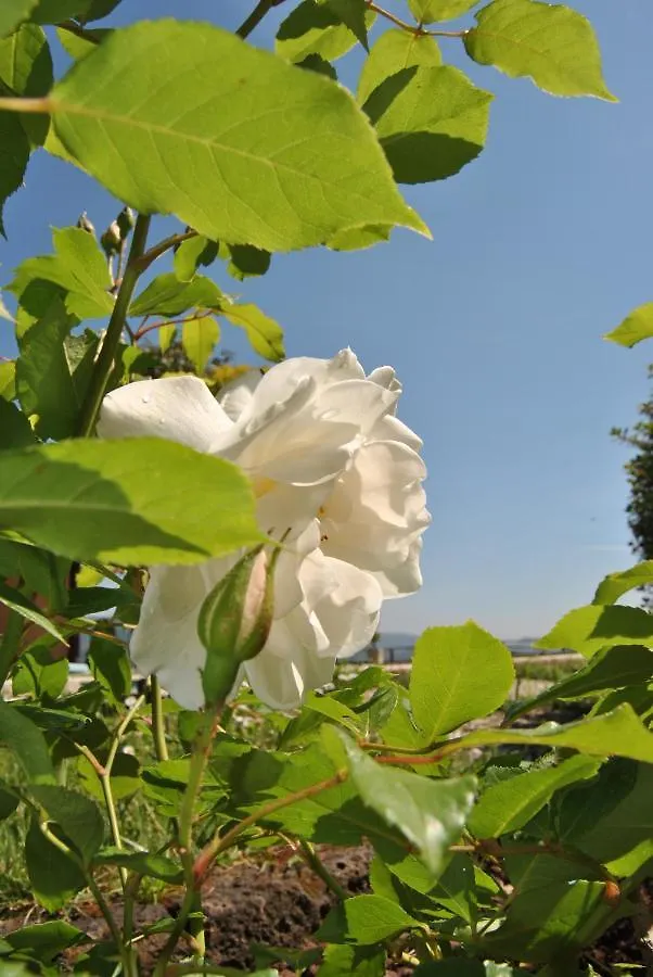 Da Ida Alla Vigna Del Greppo Apartment San Piero in Campo