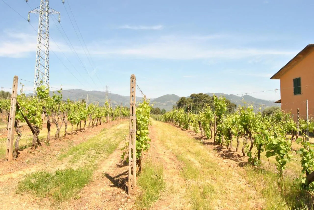 Da Ida Alla Vigna Del Greppo Apartment San Piero in Campo
